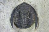 Diademaproetus Trilobite - Foum Zguid, Morocco #85957-4